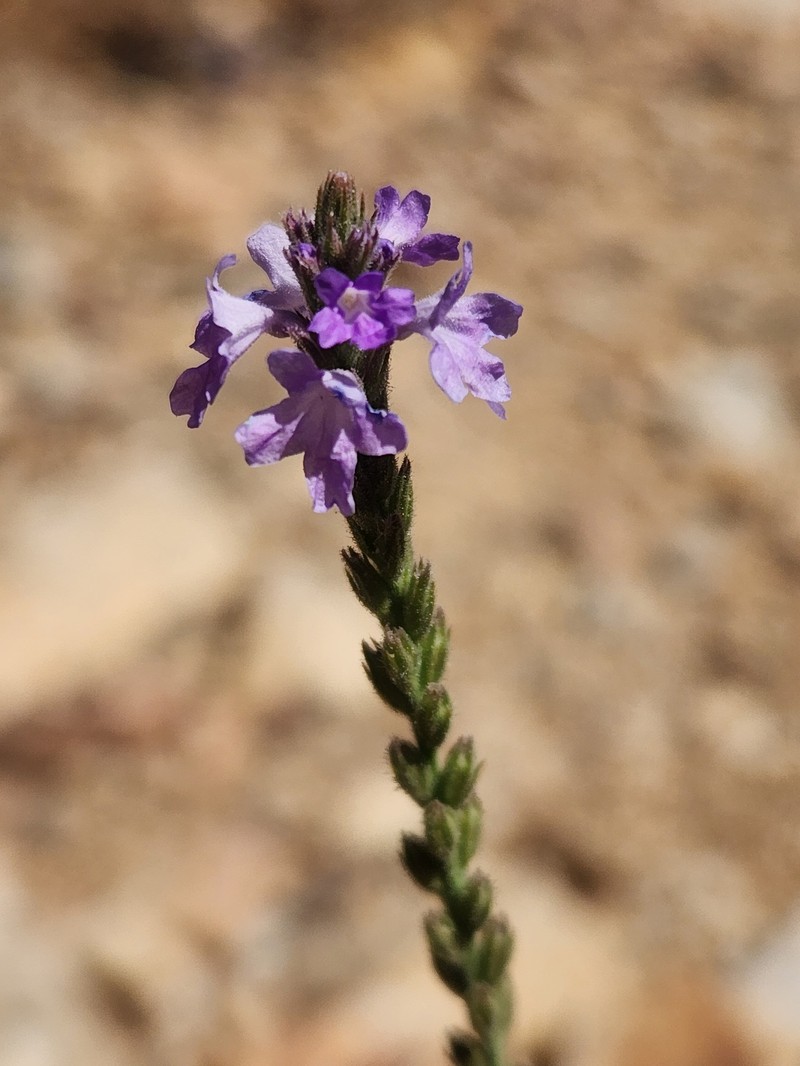Rio Grande Vervain photo 7