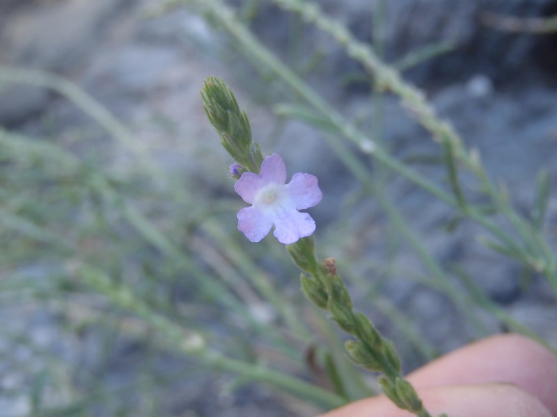 Rio Grande Vervain photo 8
