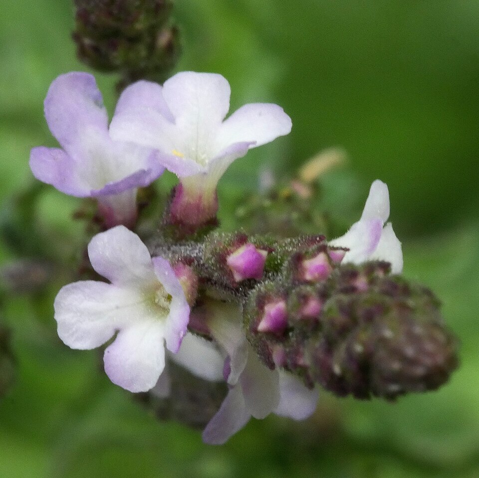 Herb Of The Cross photo 2
