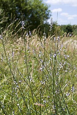 Herb Of The Cross