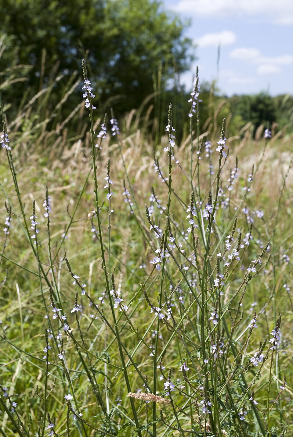 Herb Of The Cross