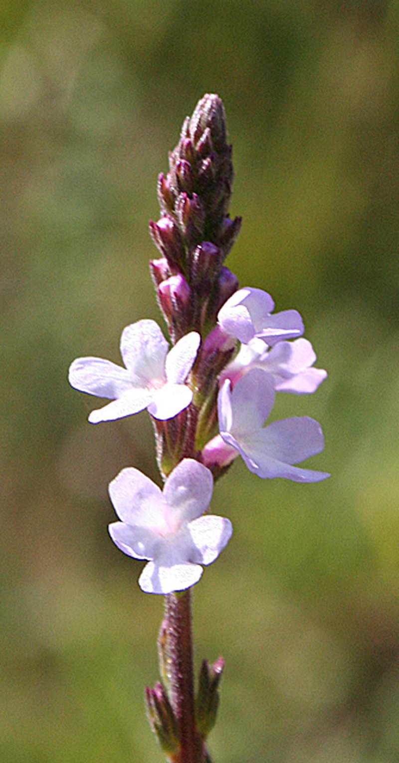 Herb Of The Cross photo 3