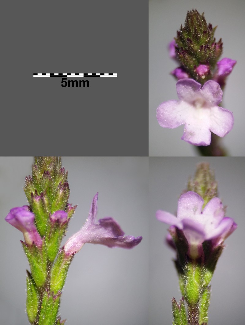Herb Of The Cross photo 4