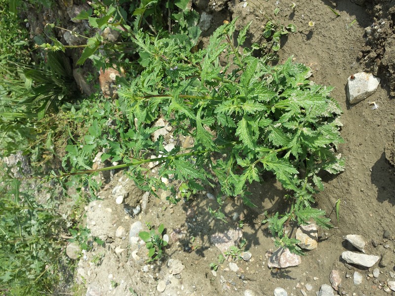 Herb Of The Cross photo 8