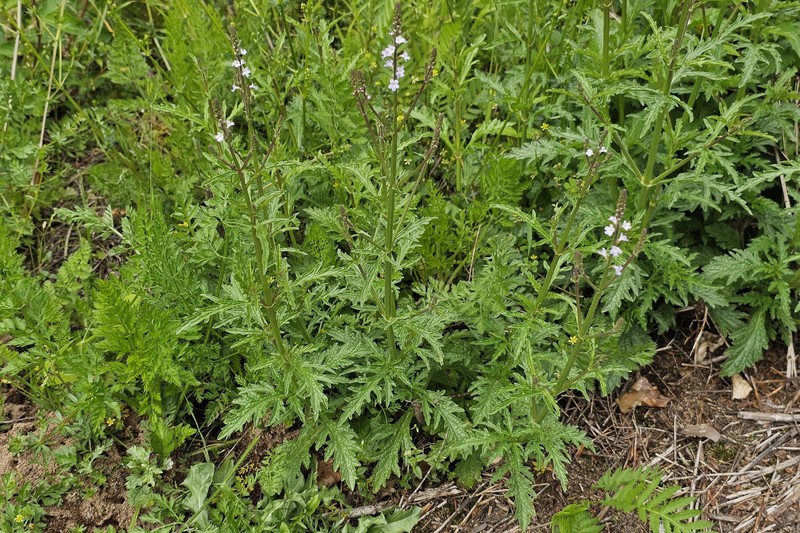 Riverbank Vervain