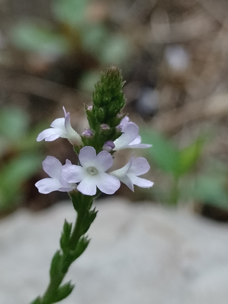 Riverbank Vervain photo 2