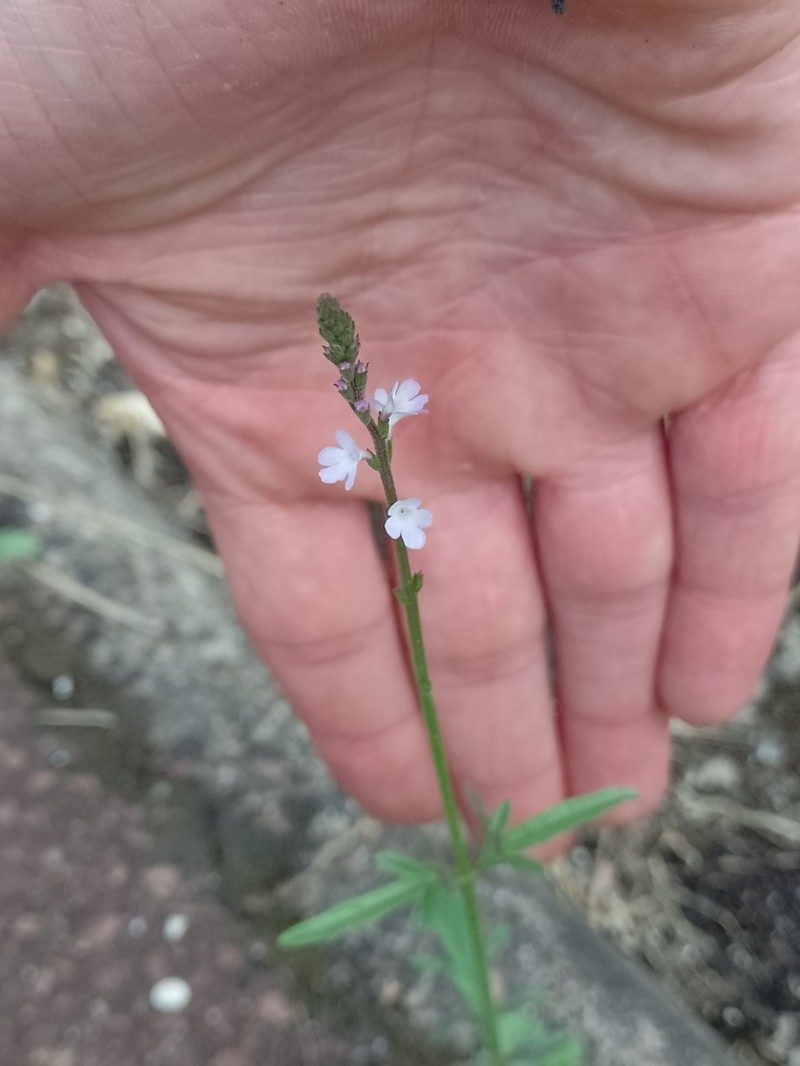 Riverbank Vervain photo 3