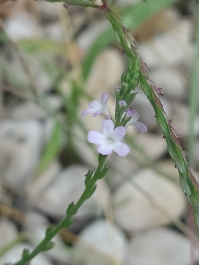 Riverbank Vervain photo 4