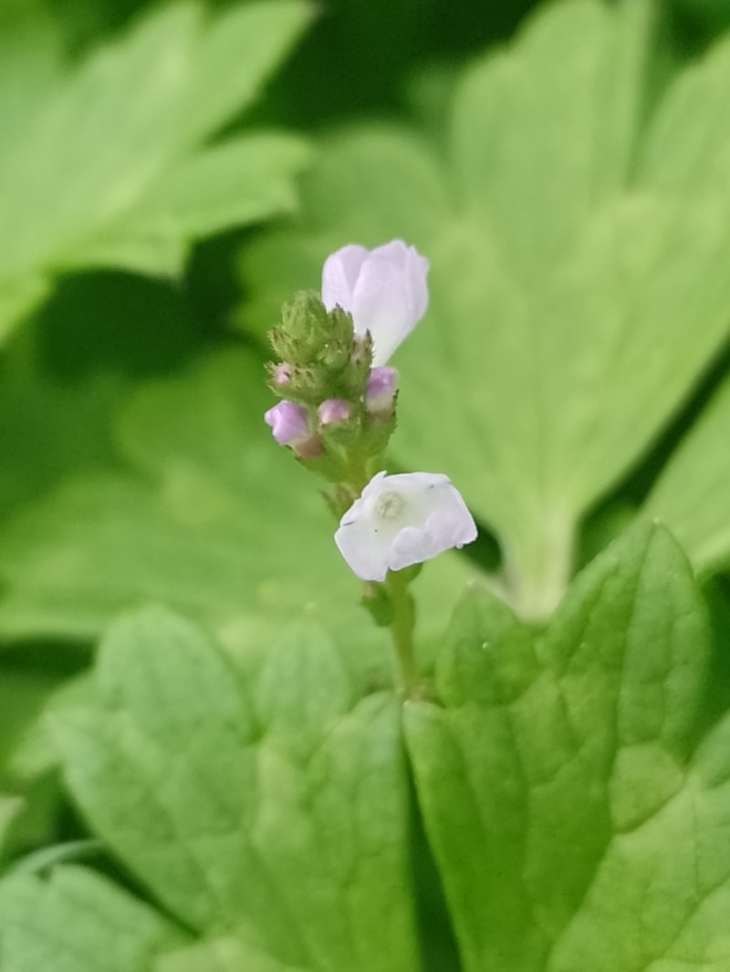 Riverbank Vervain photo 5