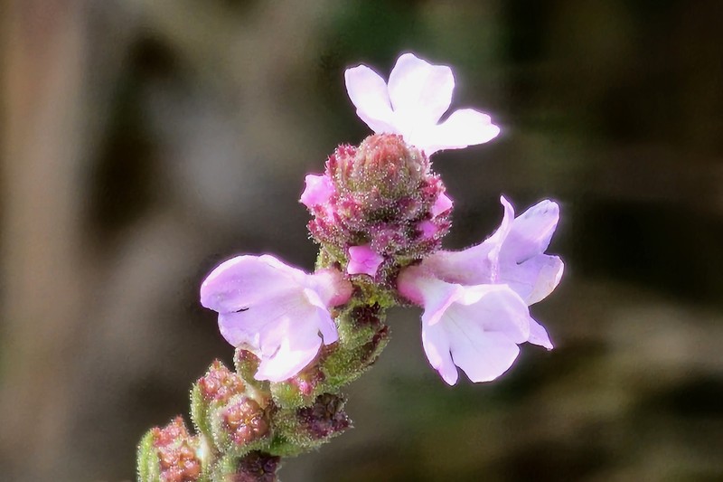 Riverbank Vervain photo 6