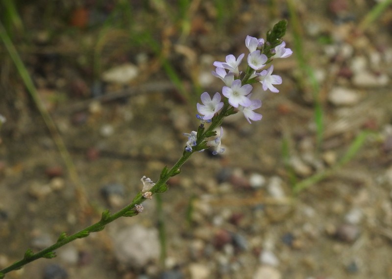 Riverbank Vervain photo 7