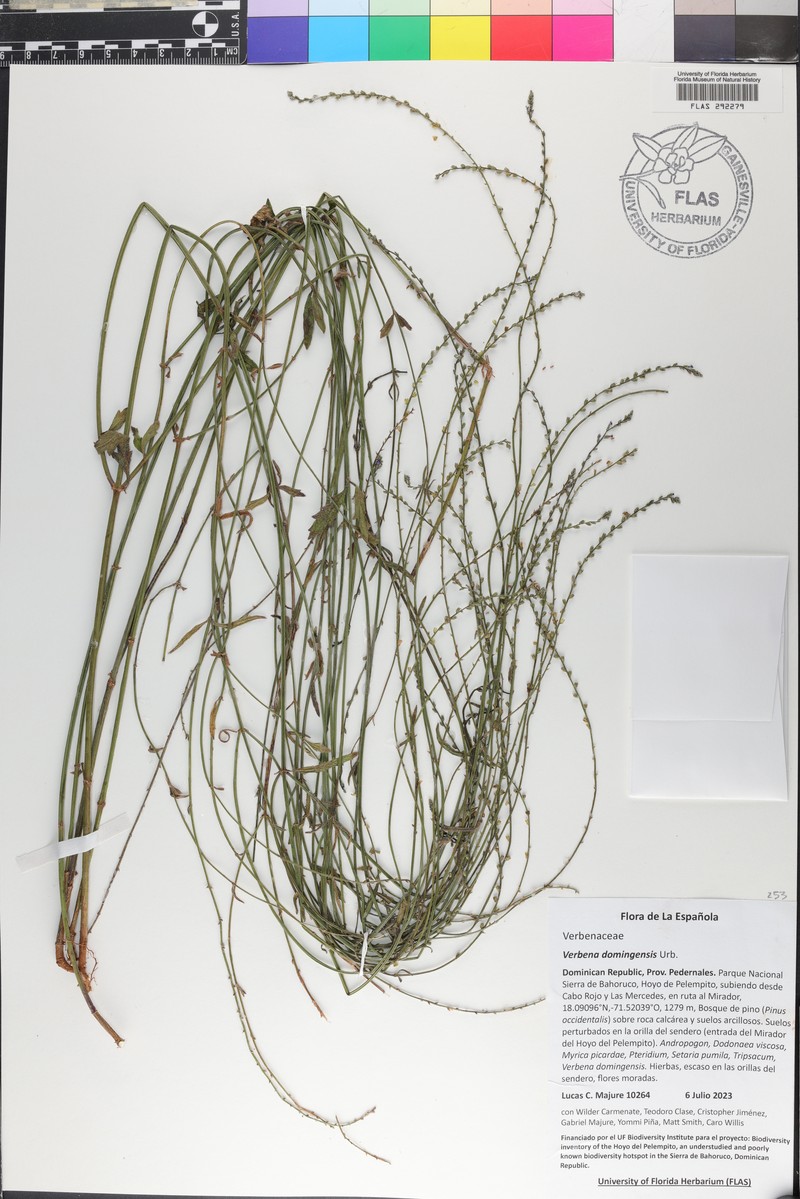 Riverbank Vervain photo 8