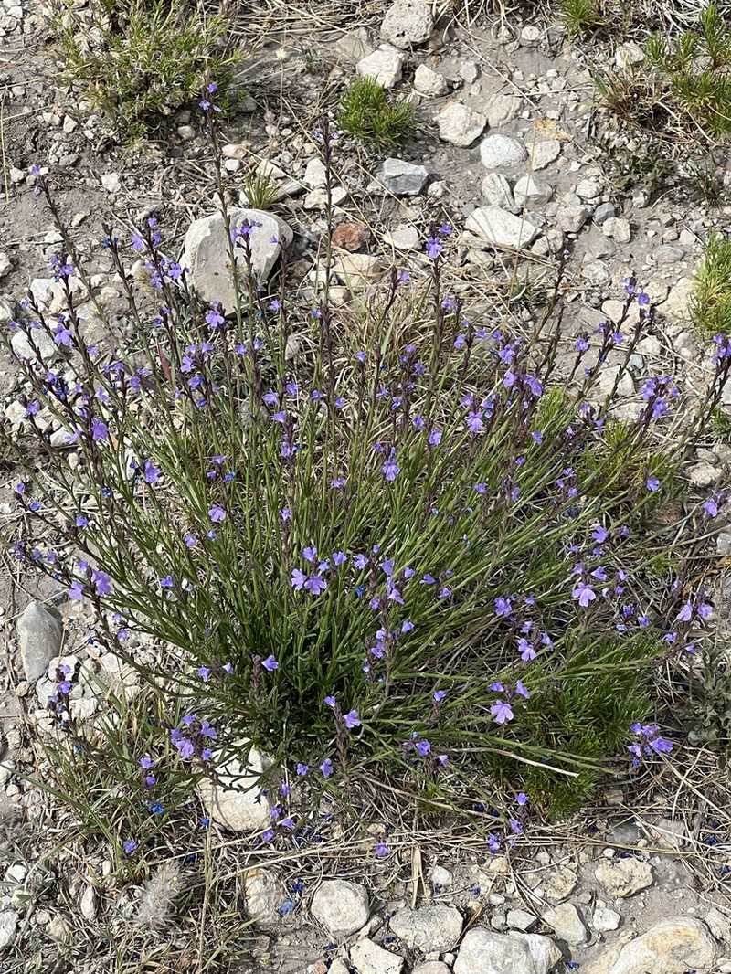 Pinleaf Vervain