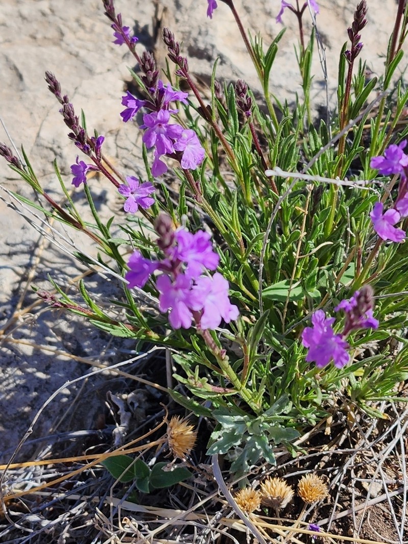 Pinleaf Vervain photo 2