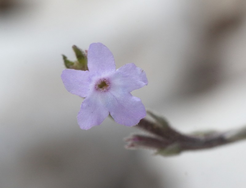 Pinleaf Vervain photo 3