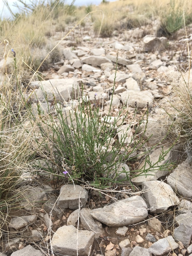 Pinleaf Vervain photo 4