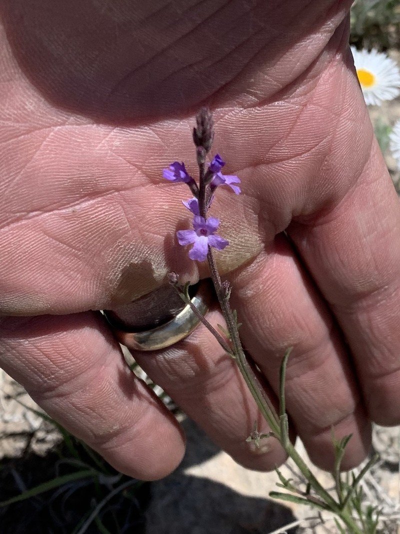 Pinleaf Vervain photo 6