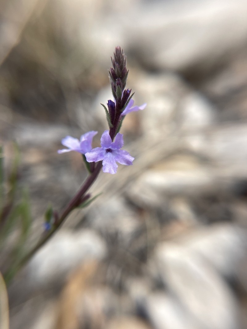 Pinleaf Vervain photo 7