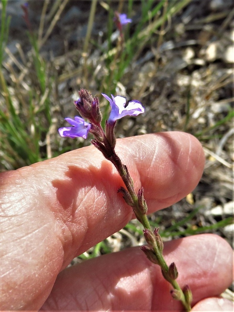 Pinleaf Vervain photo 8
