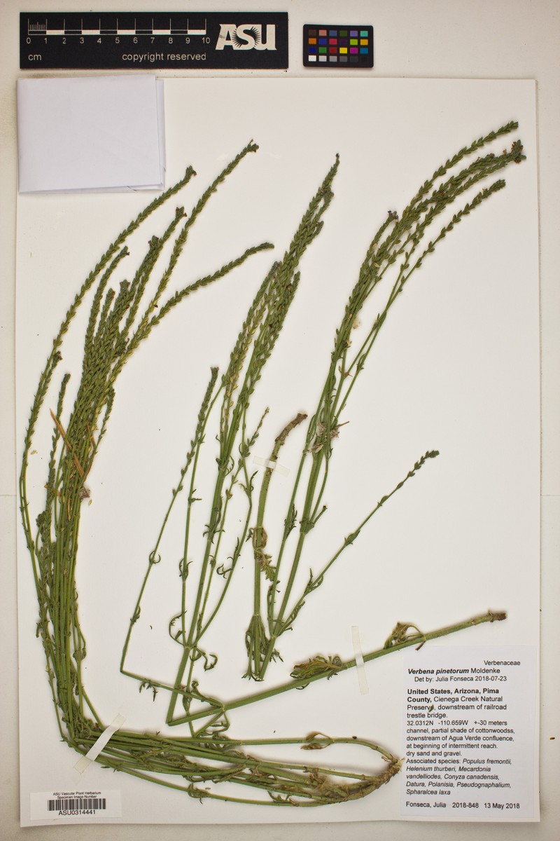 Chihuahuan Vervain