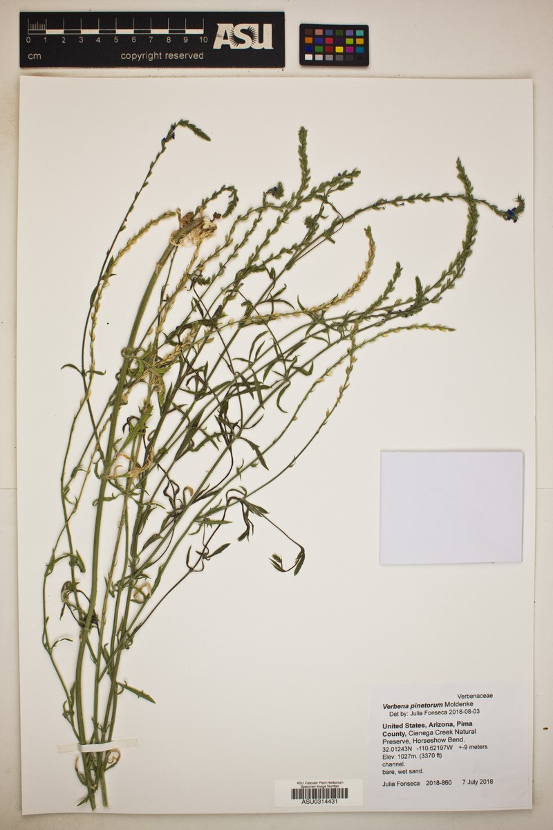 Chihuahuan Vervain photo 2