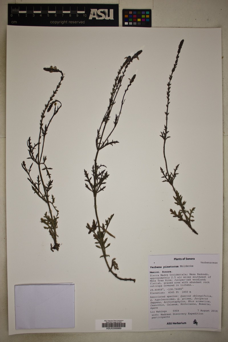 Chihuahuan Vervain photo 3
