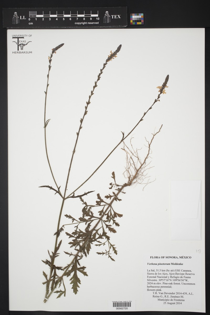 Chihuahuan Vervain photo 4