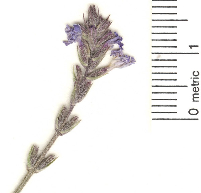 Chihuahuan Vervain photo 5
