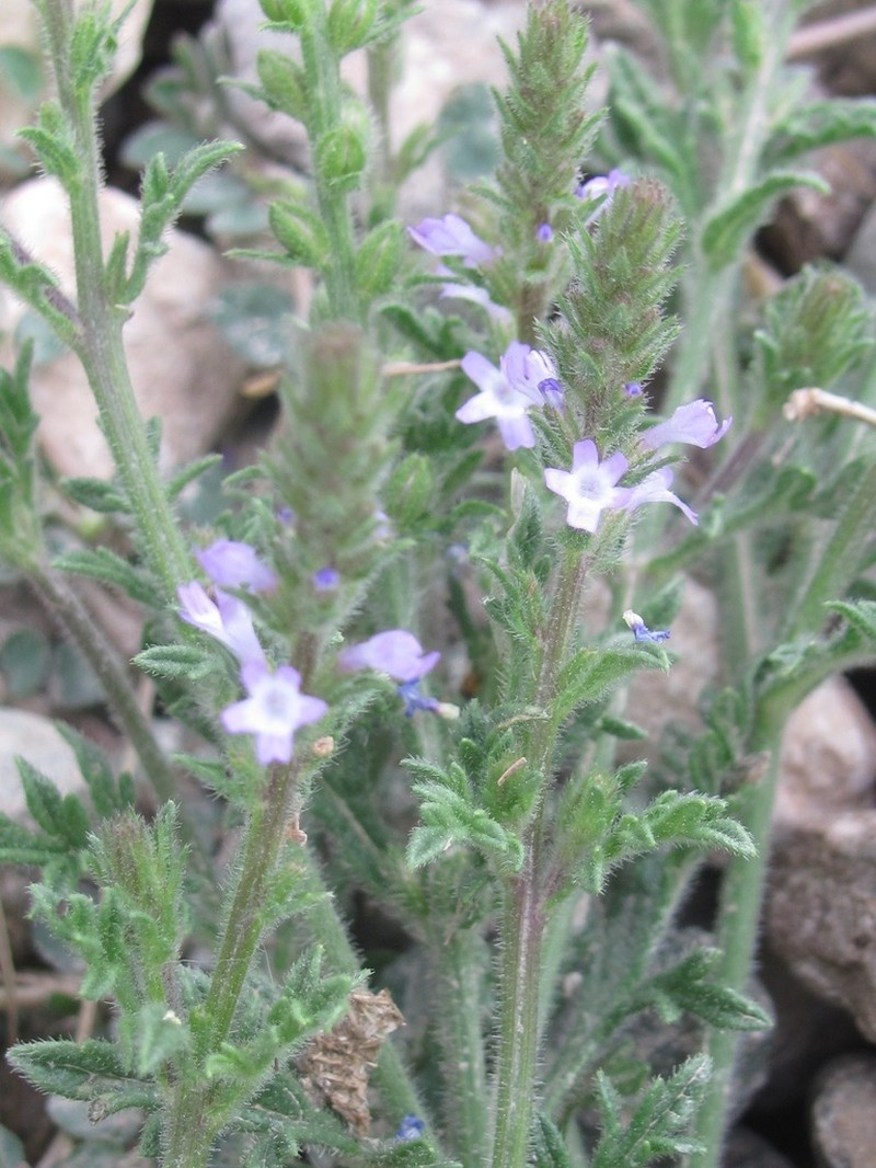 Fanleaf Vervain