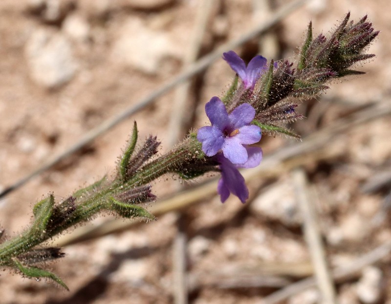 Fanleaf Vervain photo 2