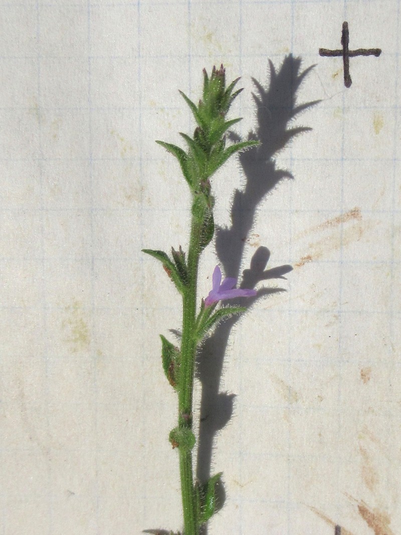 Fanleaf Vervain photo 3