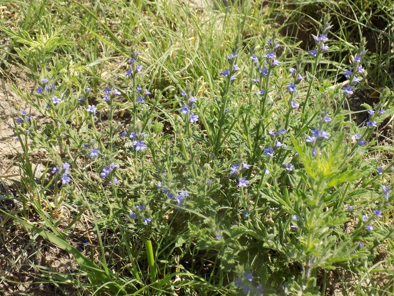 Fanleaf Vervain photo 4
