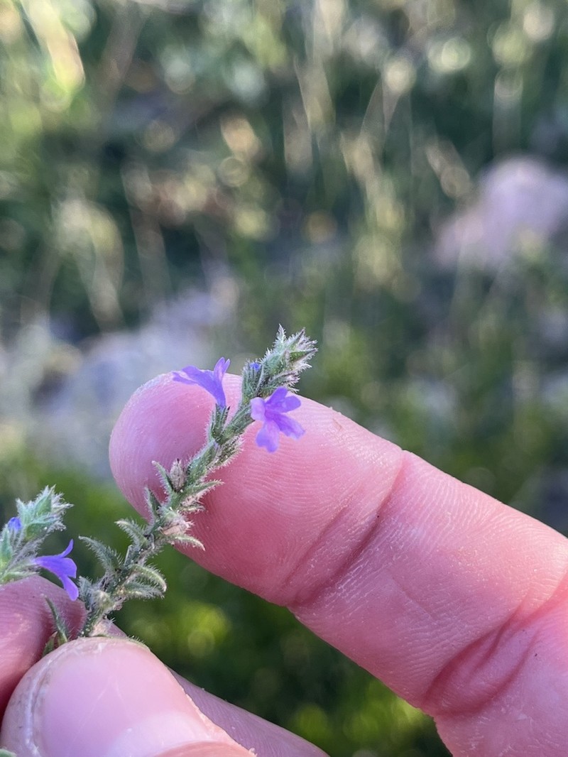 Fanleaf Vervain photo 5