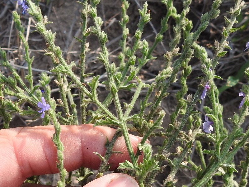 Fanleaf Vervain photo 6