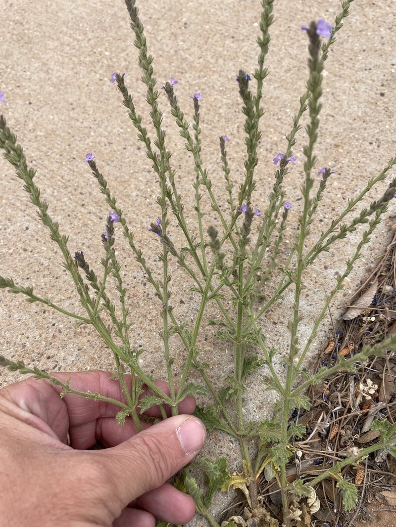 Fanleaf Vervain photo 7