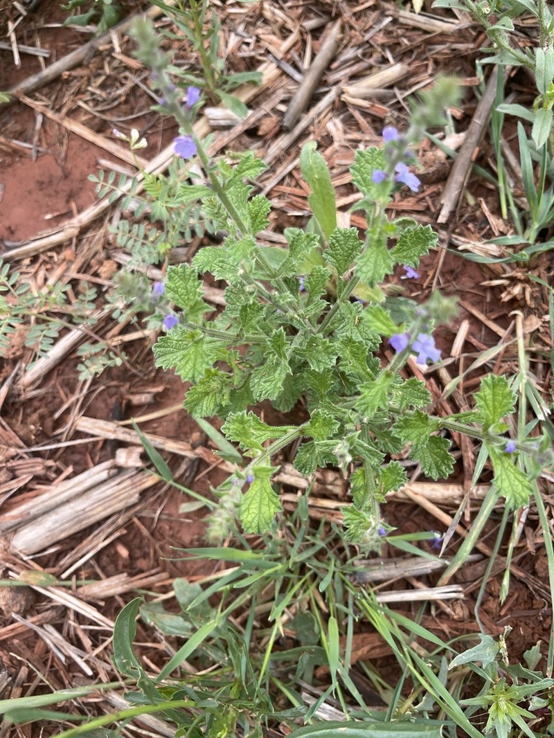 Fanleaf Vervain photo 8