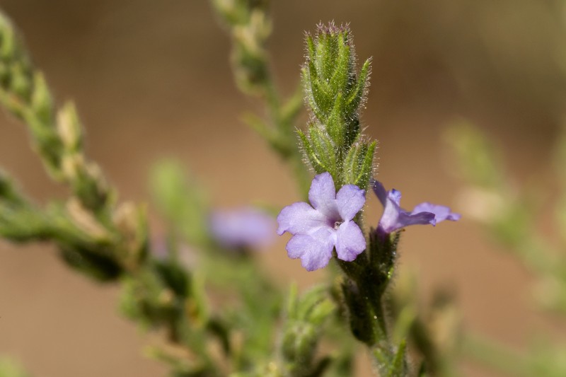 Fanleaf Vervain