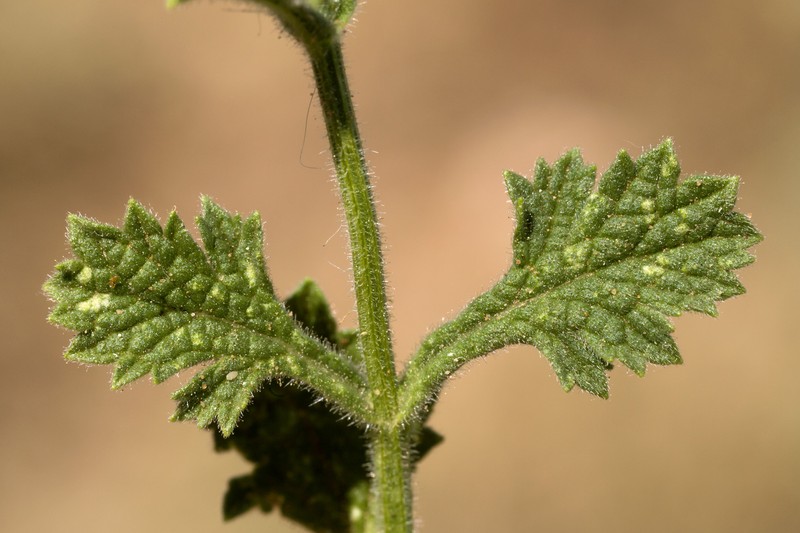 Fanleaf Vervain photo 6