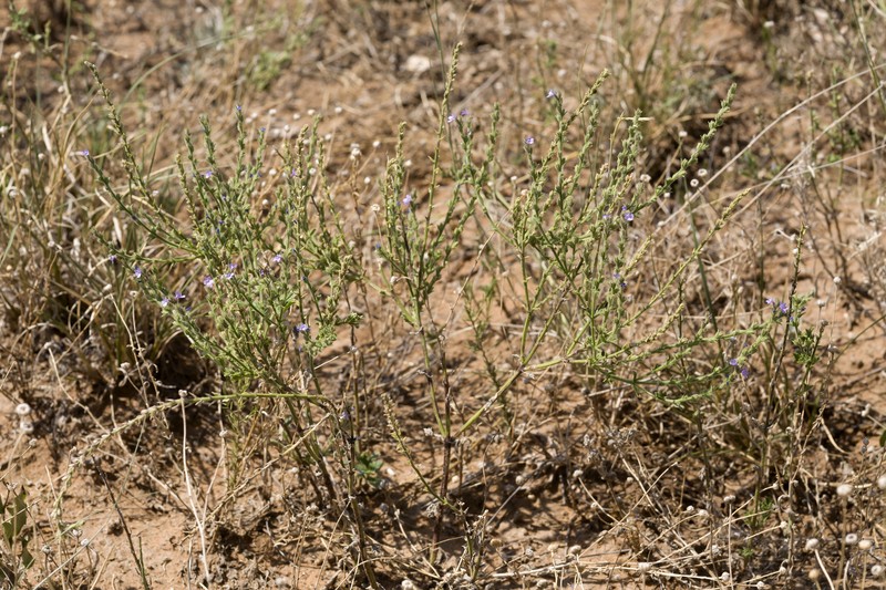 Fanleaf Vervain photo 7