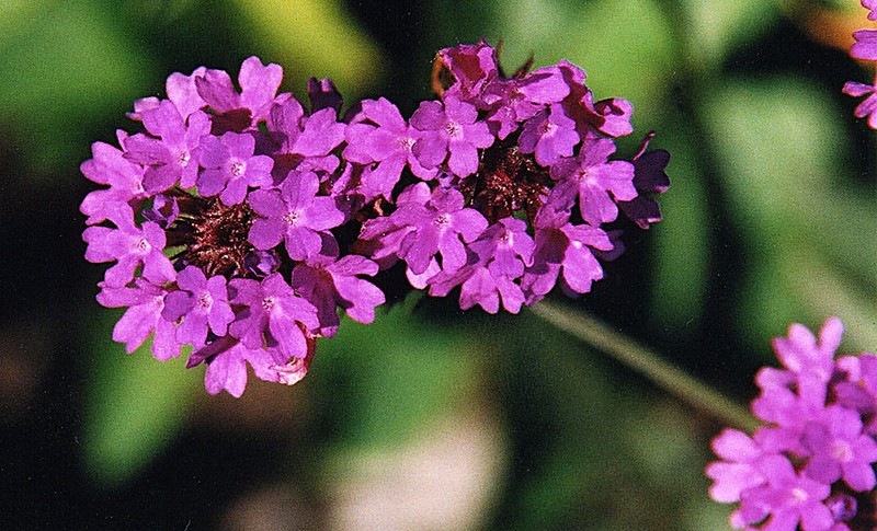Tuberous Vervain