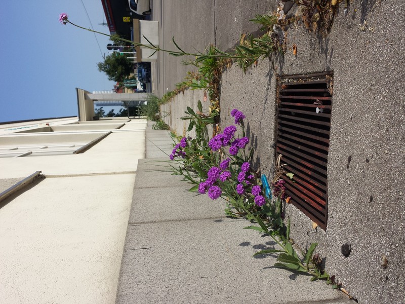 Tuberous Vervain photo 5