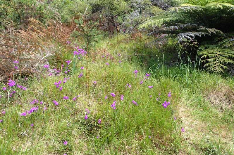 Tuberous Vervain photo 9