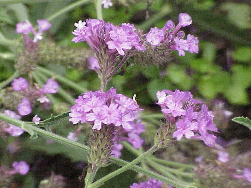 Tuberous Vervain photo 2