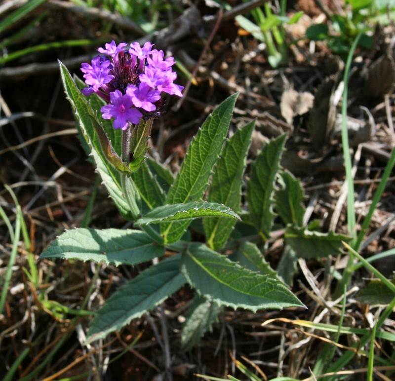 Tuberous Vervain photo 3