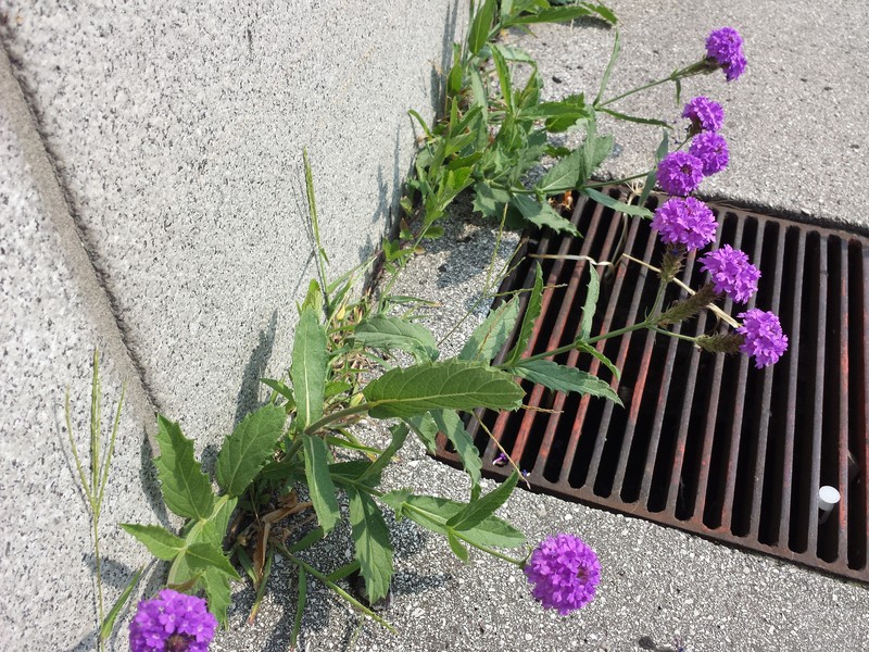 Tuberous Vervain photo 4