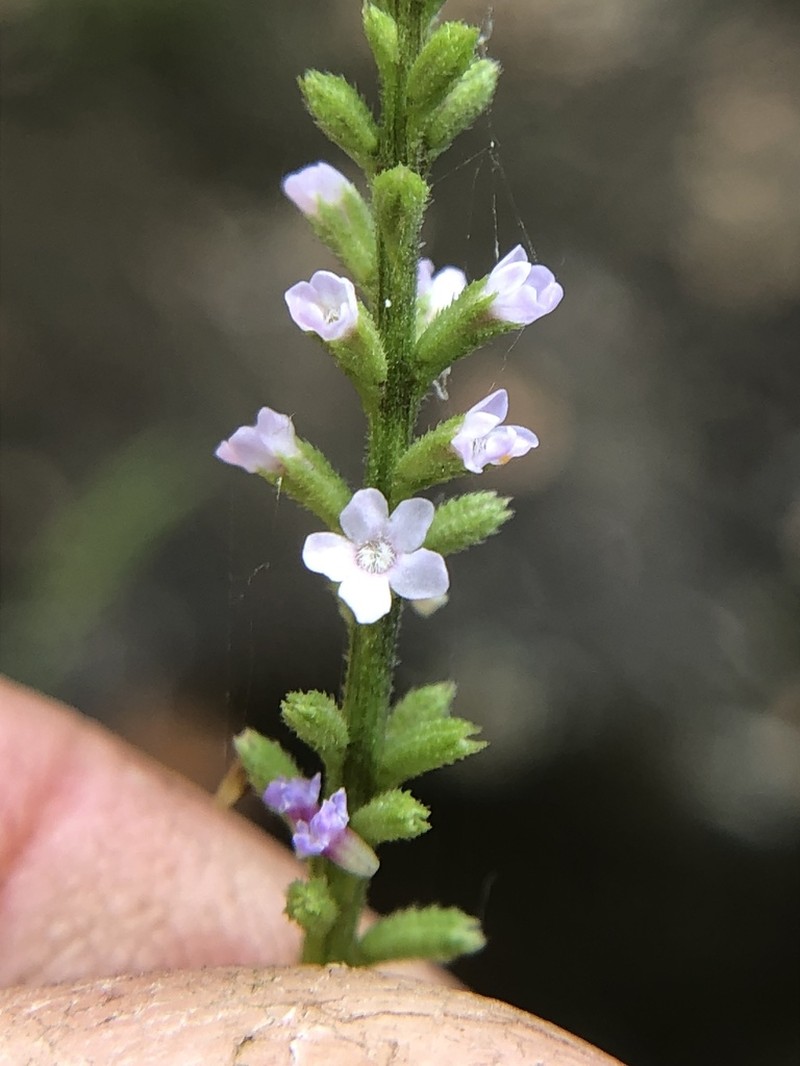Sandpaper Vervain