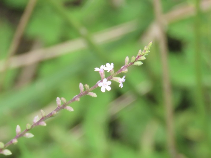 Sandpaper Vervain photo 2
