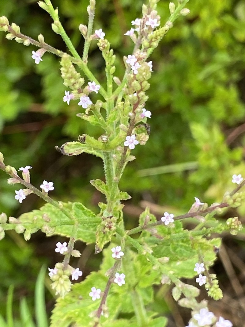 Sandpaper Vervain photo 3