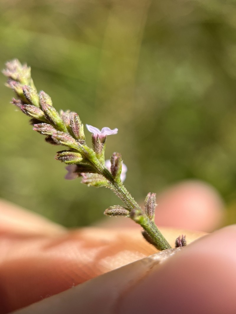 Sandpaper Vervain photo 4