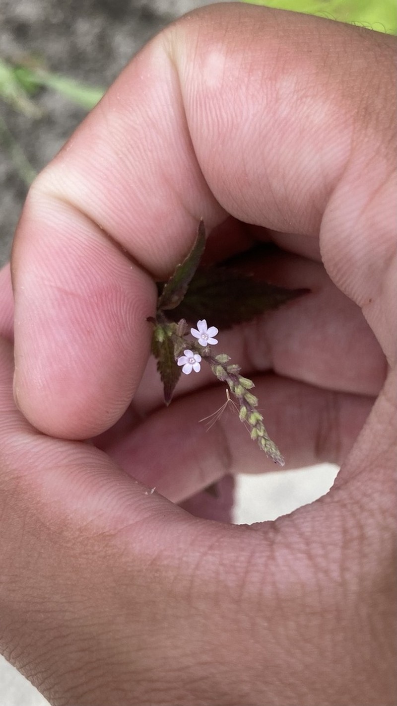 Sandpaper Vervain photo 5